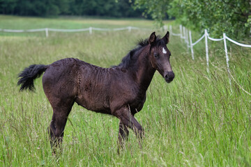 Obraz na płótnie Canvas Black foal. Young horse on pasture.
