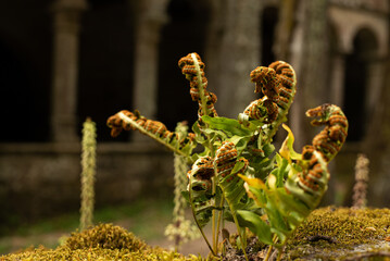Fern flower on the wall of a monastery in Galicia, Spain.