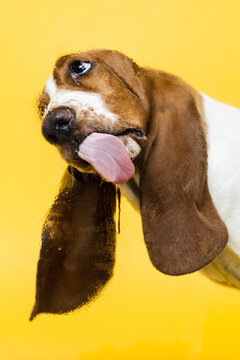 Basset hound three months old puppy licking glass. Funy dog portrait with tongue stick out. Yellow background.
