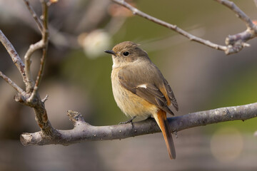 花の開花を待つジョウビタキの雌