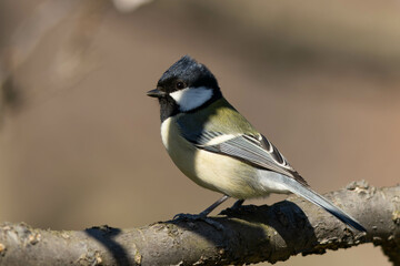 Fototapeta premium 枝の陰が顔にかかっているシジュウカラ