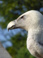 Tète vautour