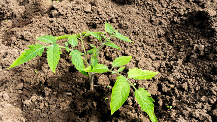 small tomato seedling in the ground with copy space. High quality photo