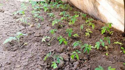 Planting tomato seedlings. Gardening. Farmer planting tomatoes seedling in organic garden. seedlings tomato. High quality photo