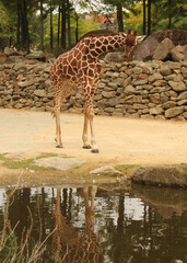 Giraffe taking a walk