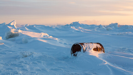 A rusty barrel on the shores of a frozen sea in the Arctic. Problems of ecology and environmental...