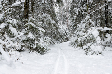 Beautiful winter forest landscape. View of the ski track in the winter forest. Path among snow-covered trees. Snow on the ground and on the branches of trees. Cold snowy weather. Skiing in nature.