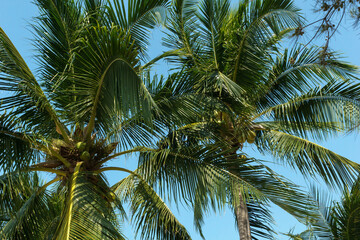 Fototapeta premium Coconut palms bottom view. Green palm against the blue sky. View of palm trees against the sky. Palm Sunday concept. High quality photo