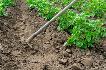 Green young potato plants Solanum Tuberosum with a worker and a hoe in a potato field in summer. work in the agricultural field. High quality photo