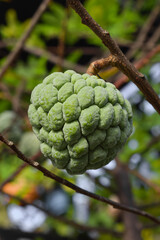 Close up of Sugar-apple or custard apple (Annona squamosa)