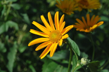 yellow summer flowers in sunlight