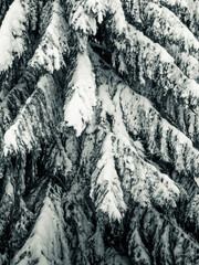 Naklejka premium WINTER FOREST