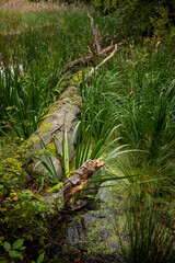 Wald Teich Ufer See Schilf Baumstamm Moor