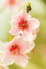 Freshly blossomed peach blossom, photographed close up, in spring. 
