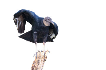 wild black vulture isolated on transparent background; wild bird of prey of america; costa rica...