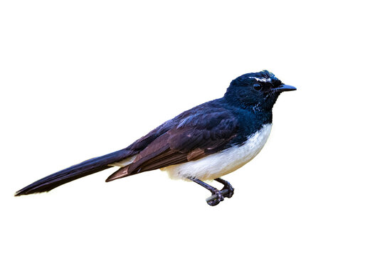 cute little willie wagtail isolated on transparent background, common australian bird willy wagtail