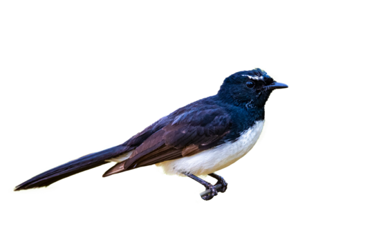 cute little willie wagtail isolated on transparent background, common australian bird willy wagtail