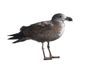 juvenile Pacific gull (Larus pacificus) isolated on transparent background; large sea gull with large beak