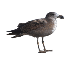 juvenile Pacific gull (Larus pacificus) isolated on transparent background; large sea gull with large beak