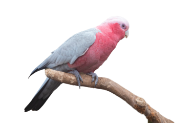 beautiful wild parrot isolated on transparent background; galah, common australian parrot also known as the pink and grey cockatoo or rose-breasted cockatoo