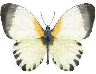 Butterfly appias. Natural watercolor illustration