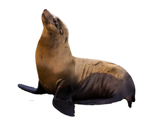 cute wild sea lion isolated on transparent background; sea lion photographed in san francisco...