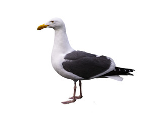 western gull (Larus occidentalis) isolated on transparent background, large majestic sea bird photographed in san francisco, wildlife of usa