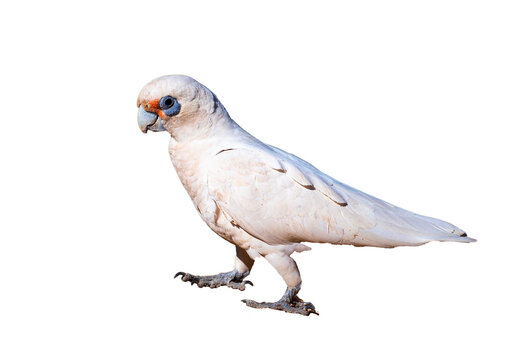 little corella (Cacatua sanguinea) isolated on transparent background, cute wild australian parrot, colorful funny bird