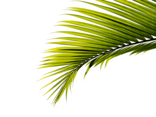 palm leaf tropical palm leaf isolated on transparent background for design element