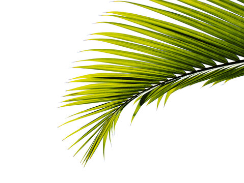 palm leaf tropical palm leaf isolated on transparent background for design element