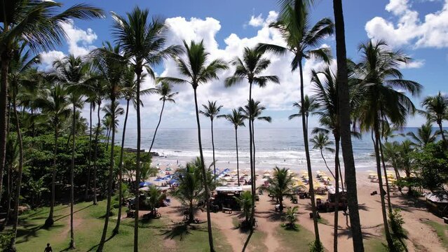 Aerial view of Itacaré beach, Bahia, Brazil. Beautiful coconut and palm trees with the beach in the background