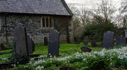 Fototapeta na wymiar snowdrops in a graveyard on Anglesey North Wales