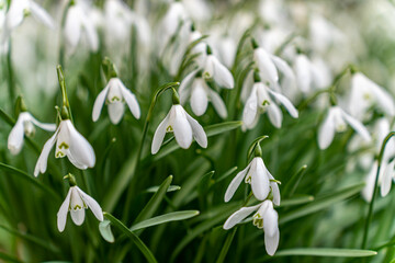 snowdrops in a graveyard on Anglesey North Wales