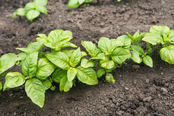 A row of leafy green lettuce grows in the garden. View from above