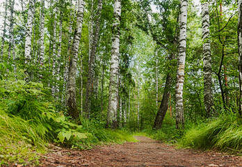 Fototapeta na wymiar Fragment of dense birch grove and forest in summer or spring