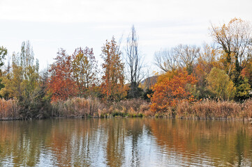 Autunno in Franciacorta, le paludi della Torbiera di Sabino (Brescia)	