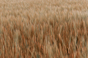 Nahaufnahme eines Getreidefeldes