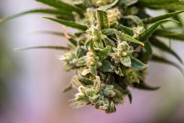 Detail of Cannabis plant