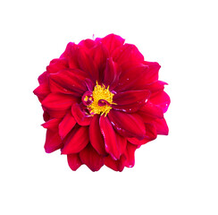 Beautiful  Blooming Red  Dahlia Flower in the Garden Tree