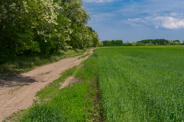Fototapeta na wymiar Spring landscape with an earth road beside an agricultural field in Zaporizhzhia Oblast near skelky village, Ukraine