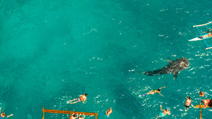 Aerial view of tourists snorkeling and watch whale sharks in turquoise water. Summer and travel vacation concept. Oslob, Philippines, Cebu Island. © Alex Traveler