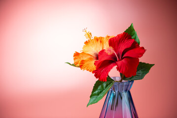 ガラスの瓶とハイビスカス