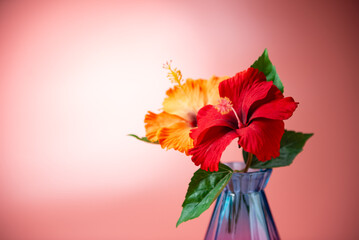 ガラスの瓶とハイビスカス