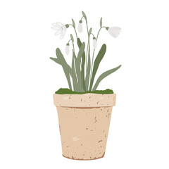 Potted snowdrops isolated on white background. First spring flowers in vintage clay pot, vector illustration.