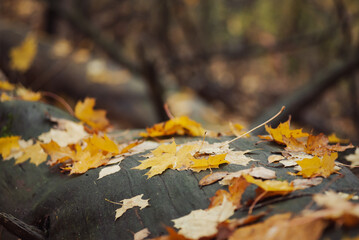 Autumn foliage of maple leaves on dark wood in the park. Natural view, selective focus, close up