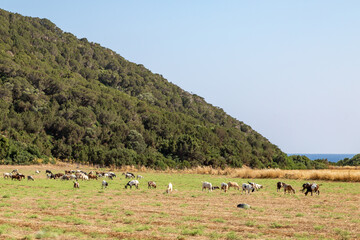 Goats grazing in the countryside, along the Karpas Peninsula on the Island of Cyprus