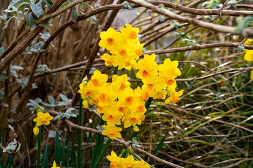 The hsitoric fsihing village of Camaes on the Isle Angelsey