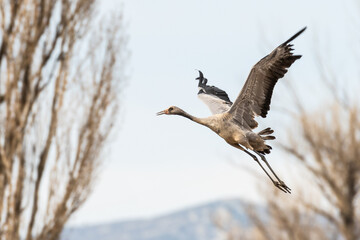 A cranes (Grus grus) flying during a winter day as part of the migration