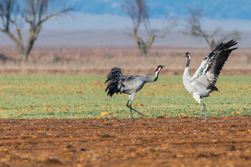 Obraz na płótnie Canvas A crane (Grus grus) squawking and dancing in a field during winter