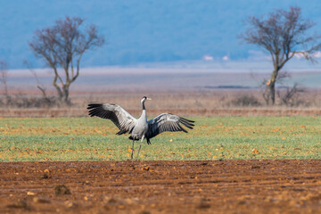 A crane (Grus grus) squawking and dancing in a field during winter